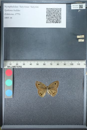 Media type: image;   Entomology 153734